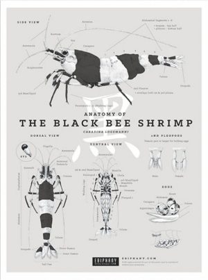 Poster Anatomy of the Black Bee shrimp