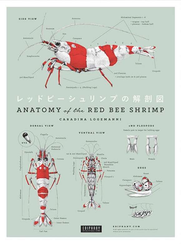Poster Anatomy The Red Bee Shrimp